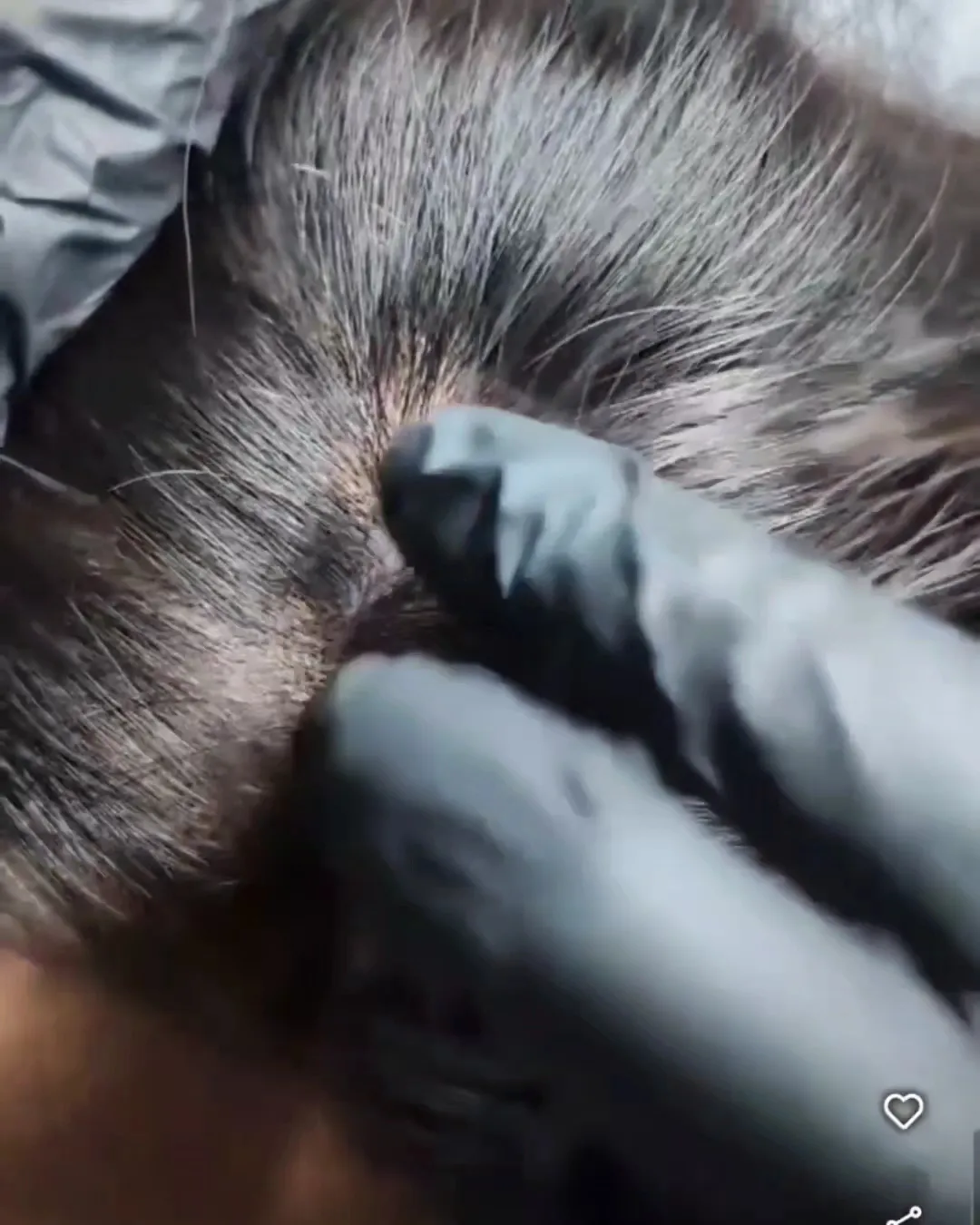 Vancouver SMP Kevin Harper Mobile service. Scalp Micropigmentation #1 Master artist. — scalp micropigmentation studio in Burnaby